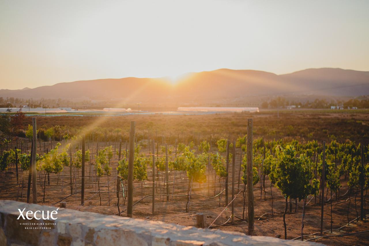 Vinos Xecue Hotel Енсенада Екстериор снимка